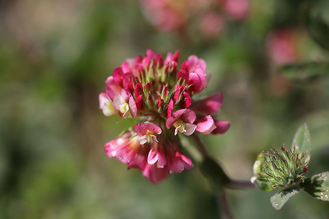 Buffalo Clover (Trifolium reflexum) At the meadowy edge of a dense mixed oak-hickory forest.

Trifolium reflexum is a rare native clover which is globally (G3G4) and locally (S3) vulnerable. Its numbers have plummeted in the past 200 years, possibly due to fire suppression. 
https://www.jungledragon.com/image/78612/buffalo_clover_trifolium_reflexum.html
https://www.jungledragon.com/image/78609/buffalo_clover_trifolium_reflexum.html
https://www.jungledragon.com/image/78611/buffalo_clover_trifolium_reflexum.html Buffalo clover,Geotagged,Spring,Trifolium reflexum,United States