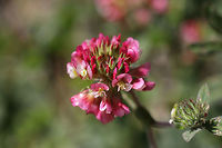 Buffalo Clover (Trifolium reflexum) At the meadowy edge of a dense mixed oak-hickory forest.<br />
<br />
Trifolium reflexum is a rare native clover which is globally (G3G4) and locally (S3) vulnerable. Its numbers have plummeted in the past 200 years, possibly due to fire suppression. <br />
https://www.jungledragon.com/image/78612/buffalo_clover_trifolium_reflexum.html<br />
https://www.jungledragon.com/image/78609/buffalo_clover_trifolium_reflexum.html<br />
https://www.jungledragon.com/image/78611/buffalo_clover_trifolium_reflexum.html Buffalo clover,Geotagged,Spring,Trifolium reflexum,United States