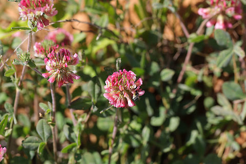 Buffalo Clover (Trifolium reflexum) At the meadowy edge of a dense mixed oak-hickory forest.

Trifolium reflexum is a rare native clover which is globally (G3G4) and locally (S3) vulnerable. Its numbers have plummeted in the past 200 years, possibly due to fire suppression. 
https://www.jungledragon.com/image/78612/buffalo_clover_trifolium_reflexum.html
https://www.jungledragon.com/image/78610/buffalo_clover_trifolium_reflexum.html
https://www.jungledragon.com/image/78609/buffalo_clover_trifolium_reflexum.html Buffalo clover,Geotagged,Spring,Trifolium reflexum,United States