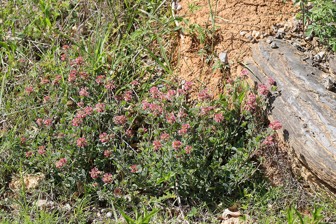 Buffalo Clover (Trifolium reflexum) At the meadowy edge of a dense mixed oak-hickory forest.<br />
<br />
Trifolium reflexum is a rare native clover which is globally (G3G4) and locally (S3) vulnerable. Its numbers have plummeted in the past 200 years, possibly due to fire suppression. <br />
<figure class="photo"><a href="https://www.jungledragon.com/image/78609/buffalo_clover_trifolium_reflexum.html" title="Buffalo Clover (Trifolium reflexum)"><img src="https://s3.amazonaws.com/media.jungledragon.com/images/3231/78609_thumb.jpg?AWSAccessKeyId=05GMT0V3GWVNE7GGM1R2&Expires=1767225610&Signature=%2F2AcftyDc3D0X8l0uVFbXIskRDM%3D" width="200" height="134" alt="Buffalo Clover (Trifolium reflexum) At the meadowy edge of a dense mixed oak-hickory forest. <br />
<br />
Trifolium reflexum is a rare native clover which is globally (G3G4) and locally (S3) vulnerable. Its numbers have plummeted in the past 200 years, possibly due to fire suppression.<br />
https://www.jungledragon.com/image/78612/buffalo_clover_trifolium_reflexum.html<br />
https://www.jungledragon.com/image/78610/buffalo_clover_trifolium_reflexum.html<br />
https://www.jungledragon.com/image/78611/buffalo_clover_trifolium_reflexum.html Buffalo clover,Geotagged,Spring,Trifolium reflexum,United States" /></a></figure><br />
<figure class="photo"><a href="https://www.jungledragon.com/image/78610/buffalo_clover_trifolium_reflexum.html" title="Buffalo Clover (Trifolium reflexum)"><img src="https://s3.amazonaws.com/media.jungledragon.com/images/3231/78610_thumb.jpg?AWSAccessKeyId=05GMT0V3GWVNE7GGM1R2&Expires=1767225610&Signature=KcmgJs6LoPNZ%2Fp6E5HFzvpNcfV8%3D" width="200" height="134" alt="Buffalo Clover (Trifolium reflexum) At the meadowy edge of a dense mixed oak-hickory forest.<br />
<br />
Trifolium reflexum is a rare native clover which is globally (G3G4) and locally (S3) vulnerable. Its numbers have plummeted in the past 200 years, possibly due to fire suppression. <br />
https://www.jungledragon.com/image/78612/buffalo_clover_trifolium_reflexum.html<br />
https://www.jungledragon.com/image/78609/buffalo_clover_trifolium_reflexum.html<br />
https://www.jungledragon.com/image/78611/buffalo_clover_trifolium_reflexum.html Buffalo clover,Geotagged,Spring,Trifolium reflexum,United States" /></a></figure><br />
<figure class="photo"><a href="https://www.jungledragon.com/image/78611/buffalo_clover_trifolium_reflexum.html" title="Buffalo Clover (Trifolium reflexum)"><img src="https://s3.amazonaws.com/media.jungledragon.com/images/3231/78611_thumb.jpg?AWSAccessKeyId=05GMT0V3GWVNE7GGM1R2&Expires=1767225610&Signature=oZYO37YruIA7KResnLxrrQGZYxw%3D" width="200" height="134" alt="Buffalo Clover (Trifolium reflexum) At the meadowy edge of a dense mixed oak-hickory forest.<br />
<br />
Trifolium reflexum is a rare native clover which is globally (G3G4) and locally (S3) vulnerable. Its numbers have plummeted in the past 200 years, possibly due to fire suppression. <br />
https://www.jungledragon.com/image/78612/buffalo_clover_trifolium_reflexum.html<br />
https://www.jungledragon.com/image/78610/buffalo_clover_trifolium_reflexum.html<br />
https://www.jungledragon.com/image/78609/buffalo_clover_trifolium_reflexum.html Buffalo clover,Geotagged,Spring,Trifolium reflexum,United States" /></a></figure> Buffalo clover,Geotagged,Spring,Trifolium reflexum,United States