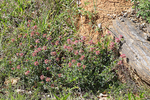 Buffalo Clover (Trifolium reflexum) At the meadowy edge of a dense mixed oak-hickory forest.

Trifolium reflexum is a rare native clover which is globally (G3G4) and locally (S3) vulnerable. Its numbers have plummeted in the past 200 years, possibly due to fire suppression. 
https://www.jungledragon.com/image/78609/buffalo_clover_trifolium_reflexum.html
https://www.jungledragon.com/image/78610/buffalo_clover_trifolium_reflexum.html
https://www.jungledragon.com/image/78611/buffalo_clover_trifolium_reflexum.html Buffalo clover,Geotagged,Spring,Trifolium reflexum,United States