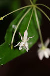 Four-leaved Milkweed (Asclepias quadrifolia) At the edge of a hickory-oak forested ridge. <br />
<br />
I got absolutely soaked whilst taking this photo! We got caught in a thunderstorm!<br />
https://www.jungledragon.com/image/78615/four-leaved_milkweed_asclepias_quadrifolia.html Asclepias quadrifolia,Fourleaf milkweed,Geotagged,Spring,United States