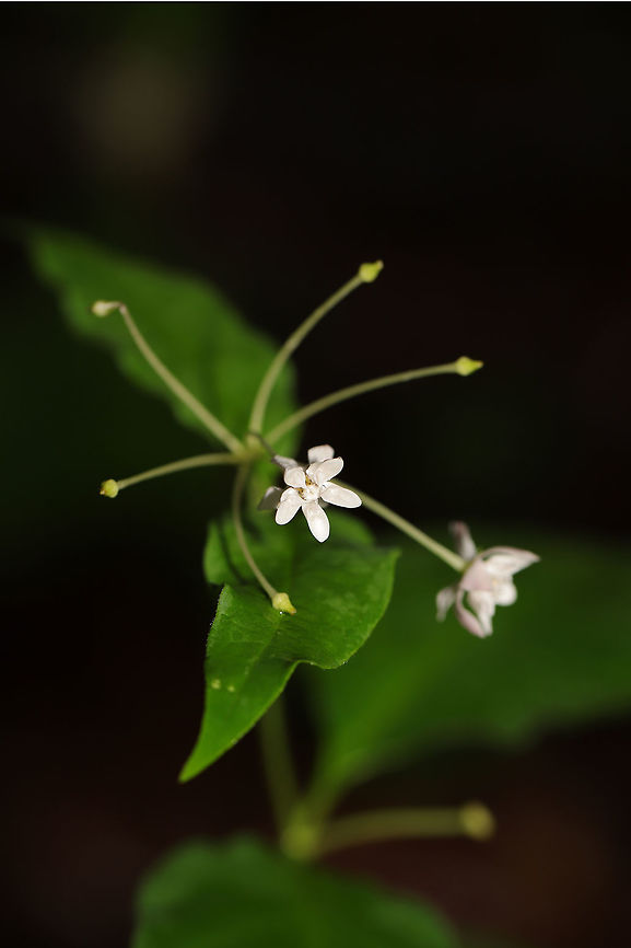 Four-leaved Milkweed (Asclepias quadrifolia) At the edge of a hickory-oak forested ridge.<br />
<br />
I got absolutely soaked whilst taking this photo! We got caught in a thunderstorm! <br />
<figure class="photo"><a href="https://www.jungledragon.com/image/78614/four-leaved_milkweed_asclepias_quadrifolia.html" title="Four-leaved Milkweed (Asclepias quadrifolia)"><img src="https://s3.amazonaws.com/media.jungledragon.com/images/3231/78614_thumb.jpg?AWSAccessKeyId=05GMT0V3GWVNE7GGM1R2&Expires=1759968010&Signature=C5nEXuRhwT3q7Mmpymgpm71R%2FwY%3D" width="102" height="152" alt="Four-leaved Milkweed (Asclepias quadrifolia) At the edge of a hickory-oak forested ridge. <br />
<br />
I got absolutely soaked whilst taking this photo! We got caught in a thunderstorm!<br />
https://www.jungledragon.com/image/78615/four-leaved_milkweed_asclepias_quadrifolia.html Asclepias quadrifolia,Fourleaf milkweed,Geotagged,Spring,United States" /></a></figure> Asclepias quadrifolia,Fourleaf milkweed,Geotagged,Spring,United States