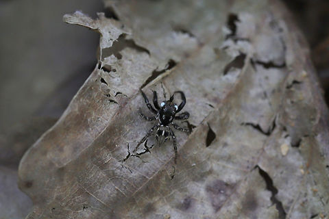 Twinflagged Jumping Spider (Anasaitis canosa) On leaf litter at a hickory-oak forest edge. 

Wow, almost exactly a year ago I saw one around the same spot! Hopefully this one is tick-hunting as well! Anasaitis canosa,Geotagged,Spring,United States