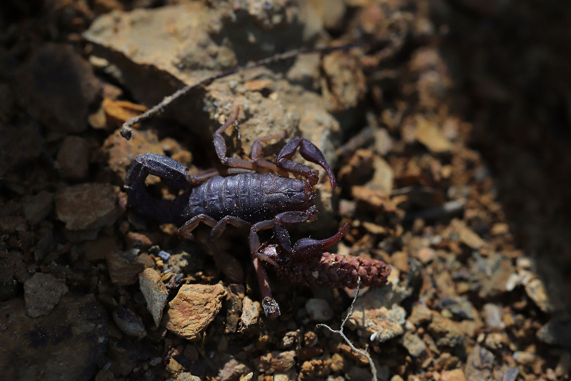 Southern Devil Scorpion (Vaejovis carolinianus) A scorpion &quot;playing dead&quot; near a water tank at the edge of a dense hickory-oak forest.  Geotagged,Southern unstriped scorpion,Spring,United States,Vaejovis carolinianus
