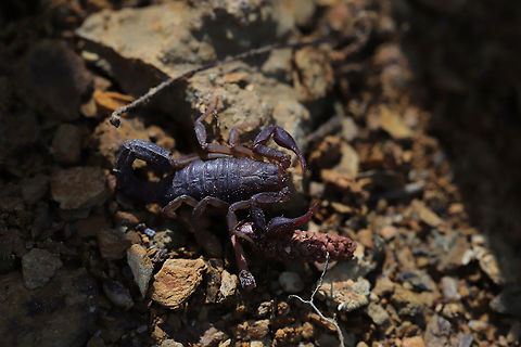 Southern Devil Scorpion (Vaejovis carolinianus) A scorpion "playing dead" near a water tank at the edge of a dense hickory-oak forest.  Geotagged,Southern unstriped scorpion,Spring,United States,Vaejovis carolinianus