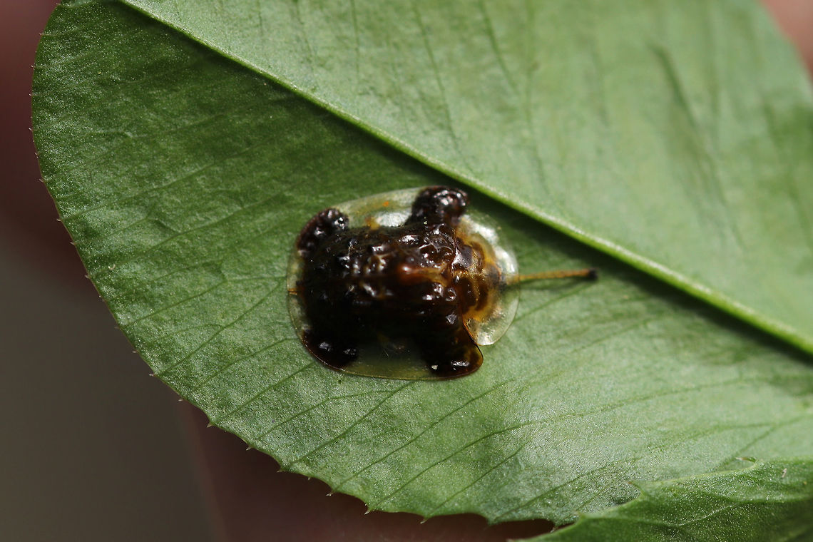 Clavate Tortoise Beetle (Plagiometriona clavata) On a (4-leaf) white clover (Trifolium repens).<br />
Note the &quot;teddy bear&quot; shaped patch on its dorsum! This is an identifying feature of this species! Isn&#039;t it adorable?<br />
<figure class="photo"><a href="https://www.jungledragon.com/image/78710/clavate_tortoise_beetle_plagiometriona_clavata.html" title="Clavate Tortoise Beetle (Plagiometriona clavata)"><img src="https://s3.amazonaws.com/media.jungledragon.com/images/3231/78710_thumb.jpg?AWSAccessKeyId=05GMT0V3GWVNE7GGM1R2&Expires=1769040010&Signature=7Zhk%2BVlEoPJ4yPHC1ugsqSmQY1U%3D" width="200" height="134" alt="Clavate Tortoise Beetle (Plagiometriona clavata) On a (4-leaf) white clover (Trifolium repens). <br />
https://www.jungledragon.com/image/78709/clavate_tortoise_beetle_plagiometriona_clavata.html Clavate Tortoise Beetle,Geotagged,Plagiometriona clavata,Spring,United States" /></a></figure> Clavate Tortoise Beetle,Geotagged,Plagiometriona clavata,Spring,United States