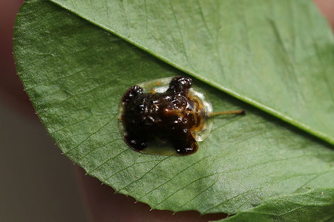 Clavate Tortoise Beetle (Plagiometriona clavata) On a (4-leaf) white clover (Trifolium repens).
Note the "teddy bear" shaped patch on its dorsum! This is an identifying feature of this species! Isn't it adorable?
https://www.jungledragon.com/image/78710/clavate_tortoise_beetle_plagiometriona_clavata.html Clavate Tortoise Beetle,Geotagged,Plagiometriona clavata,Spring,United States