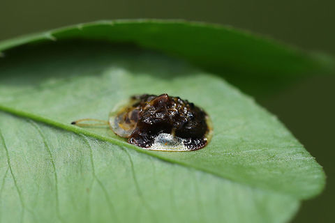 Clavate Tortoise Beetle (Plagiometriona clavata) On a (4-leaf) white clover (Trifolium repens). 
https://www.jungledragon.com/image/78709/clavate_tortoise_beetle_plagiometriona_clavata.html Clavate Tortoise Beetle,Geotagged,Plagiometriona clavata,Spring,United States