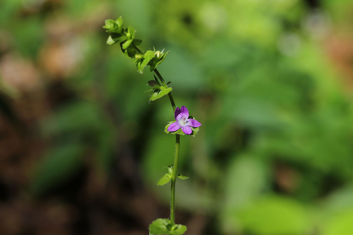 Clasping Venus's Looking Glass (Triodanis perfoliata) Growing at the leaf-littered edge of a dense hickory-oak forest.  Geotagged,Spring,Triodanis perfoliata,United States