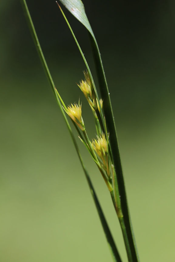 Slender Rush (Juncus tenuis) In an overgrown backyard/meadow.<br />
<br />
I'm not 100 percent on this one, so feel free to pitch in! Geotagged,Juncus tenuis,Slender rush,Spring,United States
