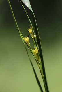 Slender Rush (Juncus tenuis) In an overgrown backyard/meadow.

I'm not 100 percent on this one, so feel free to pitch in! Geotagged,Juncus tenuis,Slender rush,Spring,United States