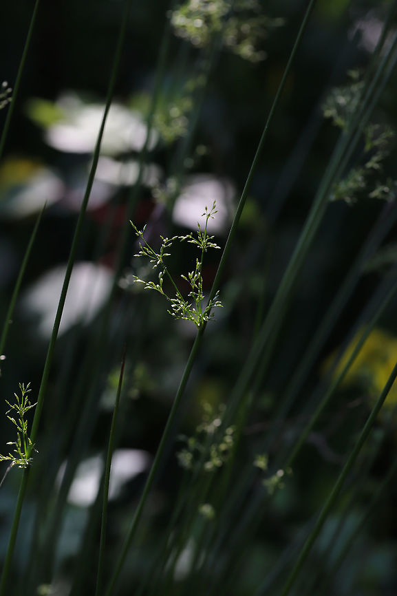 Soft Rush (Juncus effusus) Growing in a wetland.  Common rush,Geotagged,Juncus effusus,Spring,United States