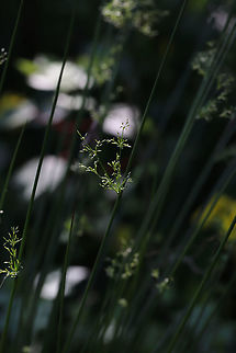 Soft Rush (Juncus effusus) Growing in a wetland.  Common rush,Geotagged,Juncus effusus,Spring,United States