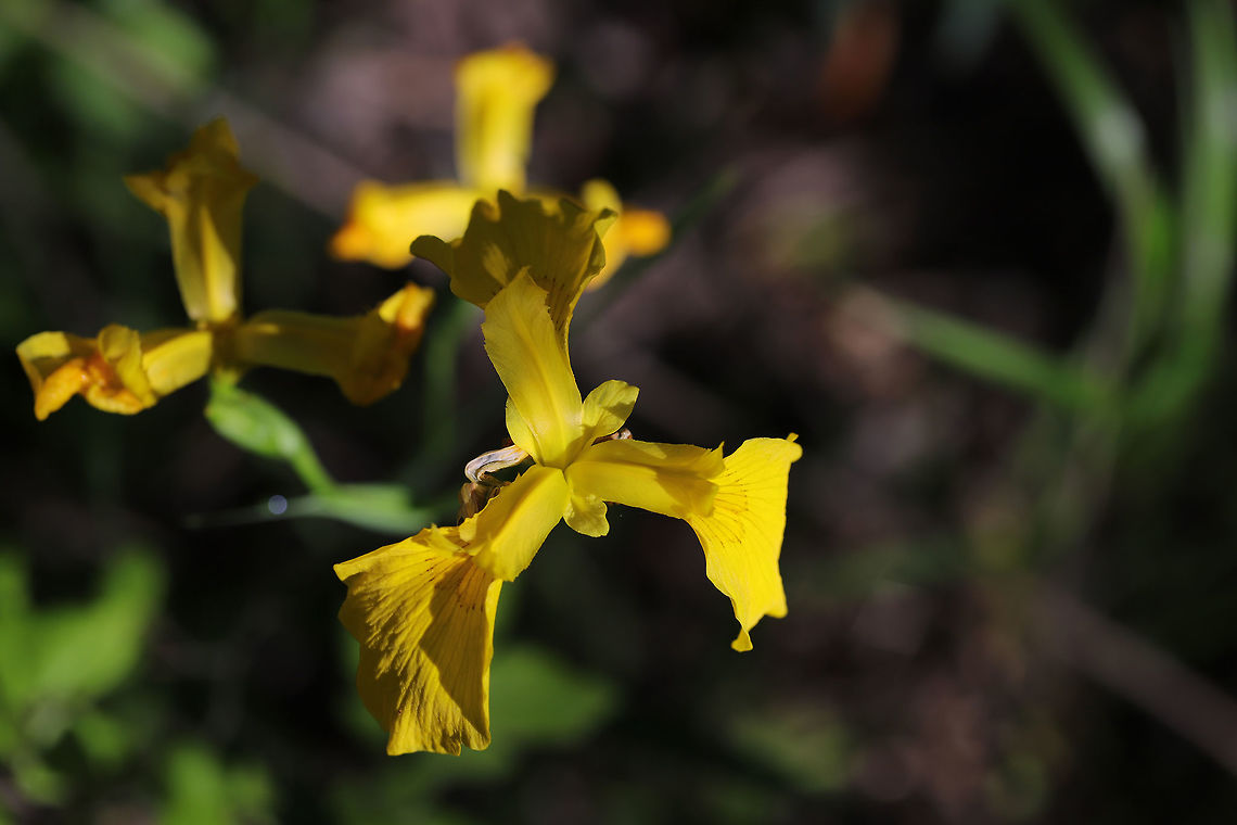 Yellow Flag (Iris pseudacorus) INTRODUCED. Growing in a wetland habitat. <br />
I was honestly pretty shocked to see this invasive flower in a nature center&#039;s wetland. I may have to write a letter!<br />
<br />
<figure class="photo"><a href="https://www.jungledragon.com/image/78731/yellow_flag_iris_pseudacorus.html" title="Yellow Flag (Iris pseudacorus)"><img src="https://s3.amazonaws.com/media.jungledragon.com/images/3231/78731_thumb.jpg?AWSAccessKeyId=05GMT0V3GWVNE7GGM1R2&Expires=1759968010&Signature=XjmCafEkcBOVVBudEq2VZEcjfiU%3D" width="102" height="152" alt="Yellow Flag (Iris pseudacorus) INTRODUCED. Growing in a wetland habitat. <br />
I was honestly pretty shocked to see this invasive flower in a nature center&#039;s wetland. I may have to write a letter!<br />
<br />
https://www.jungledragon.com/image/78730/yellow_flag_iris_pseudacorus.html Geotagged,Iris pseudacorus,Spring,United States,Yellow flag" /></a></figure> Geotagged,Iris pseudacorus,Spring,United States,Yellow flag