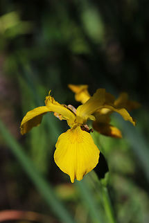 Yellow Flag (Iris pseudacorus) INTRODUCED. Growing in a wetland habitat. 
I was honestly pretty shocked to see this invasive flower in a nature center's wetland. I may have to write a letter!

https://www.jungledragon.com/image/78730/yellow_flag_iris_pseudacorus.html Geotagged,Iris pseudacorus,Spring,United States,Yellow flag