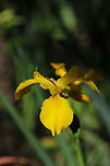 Yellow Flag (Iris pseudacorus) INTRODUCED. Growing in a wetland habitat. <br />
I was honestly pretty shocked to see this invasive flower in a nature center's wetland. I may have to write a letter!<br />
<br />
https://www.jungledragon.com/image/78730/yellow_flag_iris_pseudacorus.html Geotagged,Iris pseudacorus,Spring,United States,Yellow flag