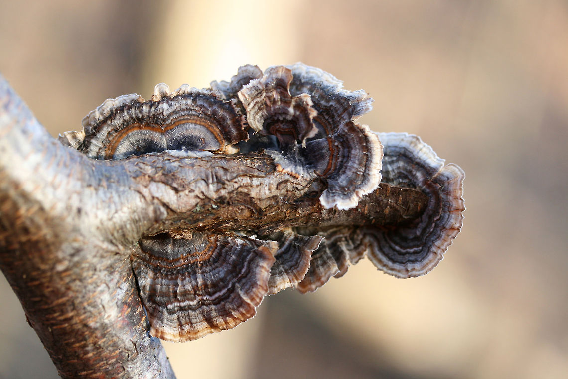 Turkey-Tail Fungus (Trametes versicolor) On a hardwood branch in a backyard habitat. Geotagged,Trametes versicolor,United States,Winter