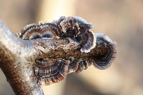 Turkey-Tail Fungus (Trametes versicolor) On a hardwood branch in a backyard habitat. Geotagged,Trametes versicolor,United States,Winter