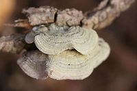 Gilled Polypore (Trametes betulina) Growing on a fallen hardwood tree in an oak-hickory dominant forest. <br />
https://www.jungledragon.com/image/78734/gilled_polypore_trametes_betulina.html Geotagged,Lenzites betulina,United States,Winter