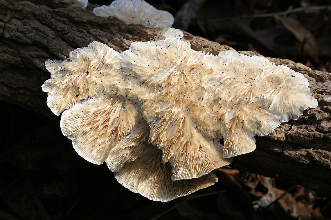 Gilled Polypore (Trametes betulina) Growing on a fallen hardwood tree in an oak-hickory dominant forest. <br />
<figure class="photo"><a href="https://www.jungledragon.com/image/78733/gilled_polypore_trametes_betulina.html" title="Gilled Polypore (Trametes betulina)"><img src="https://s3.amazonaws.com/media.jungledragon.com/images/3231/78733_thumb.jpg?AWSAccessKeyId=05GMT0V3GWVNE7GGM1R2&Expires=1759968010&Signature=ThRP72%2FEukxa1v3zilnwc7p11zw%3D" width="200" height="134" alt="Gilled Polypore (Trametes betulina) Growing on a fallen hardwood tree in an oak-hickory dominant forest. <br />
https://www.jungledragon.com/image/78734/gilled_polypore_trametes_betulina.html Geotagged,Lenzites betulina,United States,Winter" /></a></figure> Geotagged,Lenzites betulina,United States,Winter