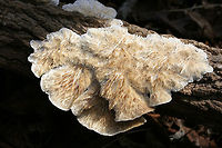 Gilled Polypore (Trametes betulina) Growing on a fallen hardwood tree in an oak-hickory dominant forest. <br />
https://www.jungledragon.com/image/78733/gilled_polypore_trametes_betulina.html Geotagged,Lenzites betulina,United States,Winter