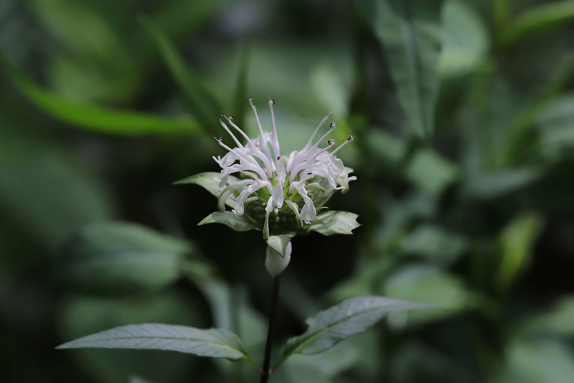 Southern Appalachian Beebalm (Monarda austroappalachiana) Growing at the mostly shaded edge of a dense hickory/oak forest (on slopes)  Basil beebalm,Geotagged,Monarda austroappalachiana,Monarda clinopodioides,Southern Appalachian Beebalm,Spring,United States