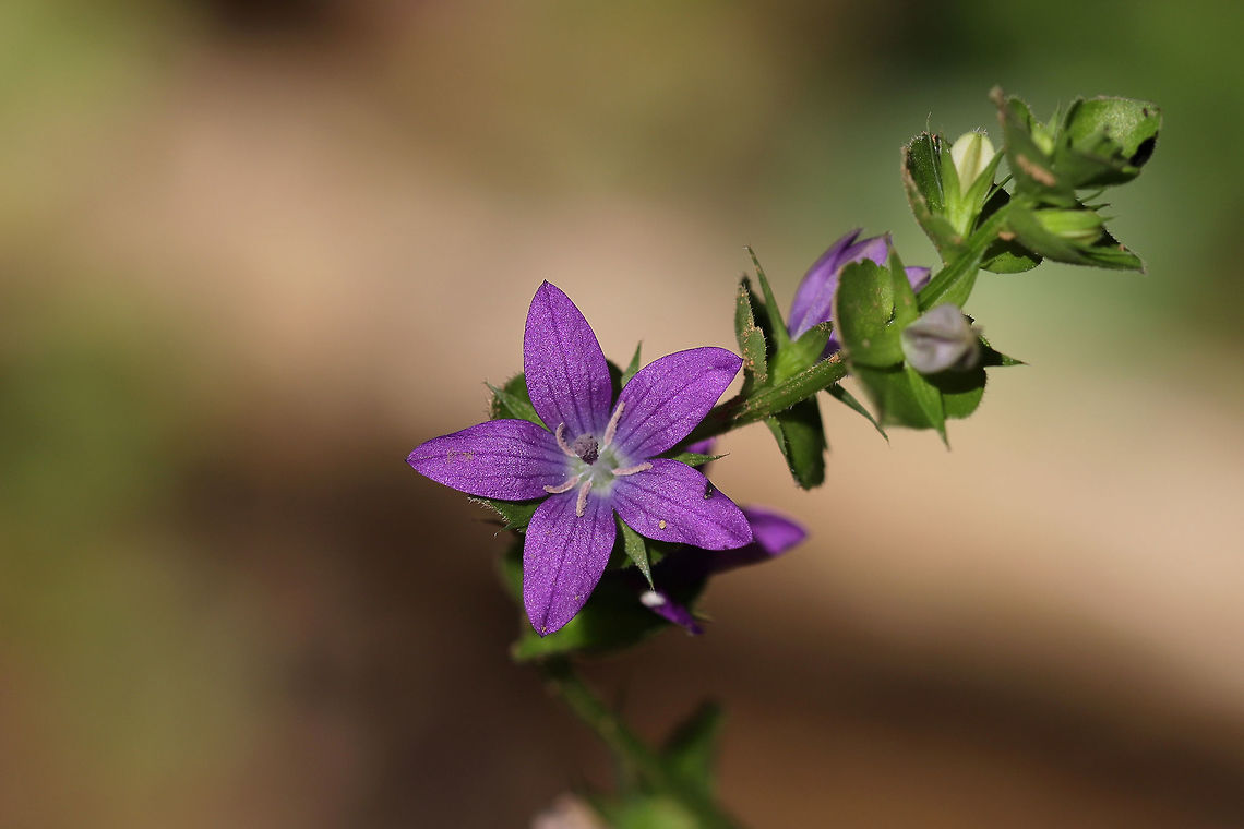 Clasping Venus's Looking Glass (Triodanis perfoliata) Growing at the shaded edge (on a ridge) of a hickory-oak forest.  Clasping Venus's Looking Glass,Geotagged,Spring,Triodanis perfoliata,United States