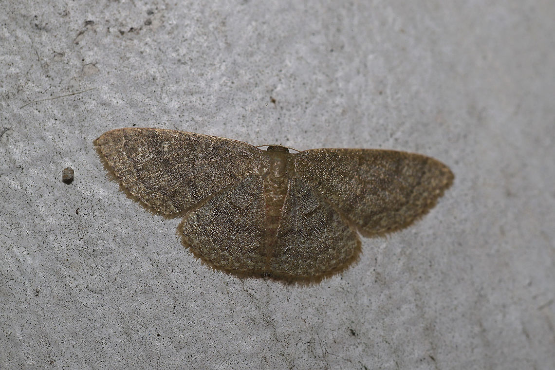 Common Tan Wave (Pleuroprucha insulsaria) At porch lights near an overgrown backyard habitat.  Common tan wave moth,Geotagged,Pleuroprucha insulsaria,Spring,United States