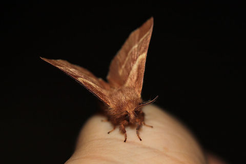 Eastern Tent Caterpillar Moth (Malacosoma americana) At a front porch screen near an organic farm. 
https://www.jungledragon.com/image/78946/eastern_tent_caterpillar_moth_malacosoma_americana.html Eastern tent caterpillar,Geotagged,Malacosoma americanum,Spring,United States