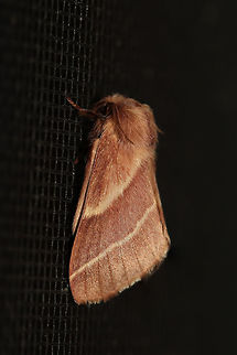 Eastern Tent Caterpillar Moth (Malacosoma americana) At a front porch screen near an organic farm.
https://www.jungledragon.com/image/78945/eastern_tent_caterpillar_moth_malacosoma_americana.html Eastern tent caterpillar,Geotagged,Malacosoma americanum,Spring,United States