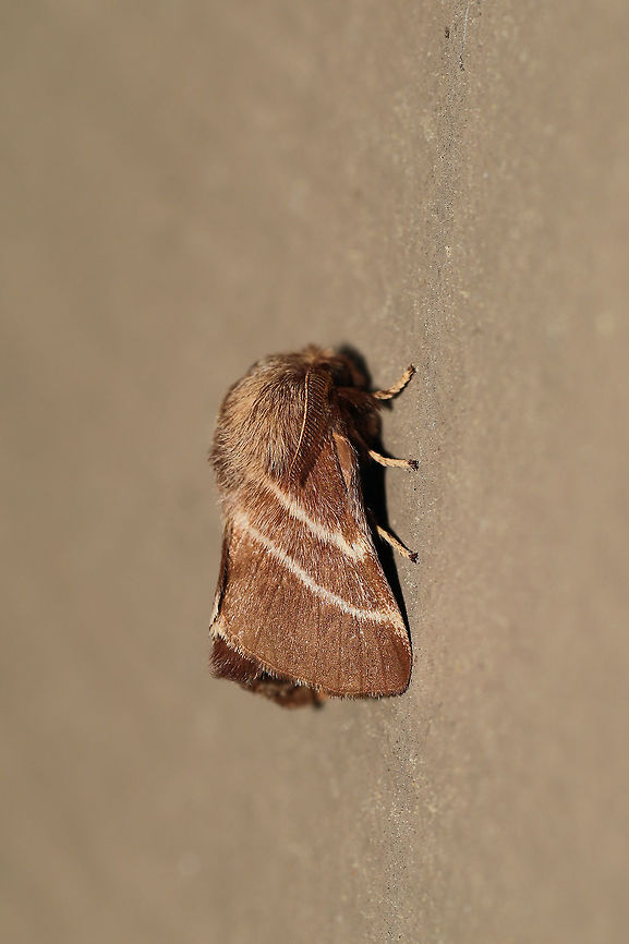 Eastern Tent Caterpillar Moth (Malacosoma americana) At porch lights near an overgrown backyard habitat. Eastern tent caterpillar,Geotagged,Malacosoma americanum,Spring,United States