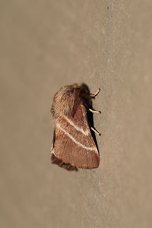 Eastern Tent Caterpillar Moth (Malacosoma americana) At porch lights near an overgrown backyard habitat. Eastern tent caterpillar,Geotagged,Malacosoma americanum,Spring,United States