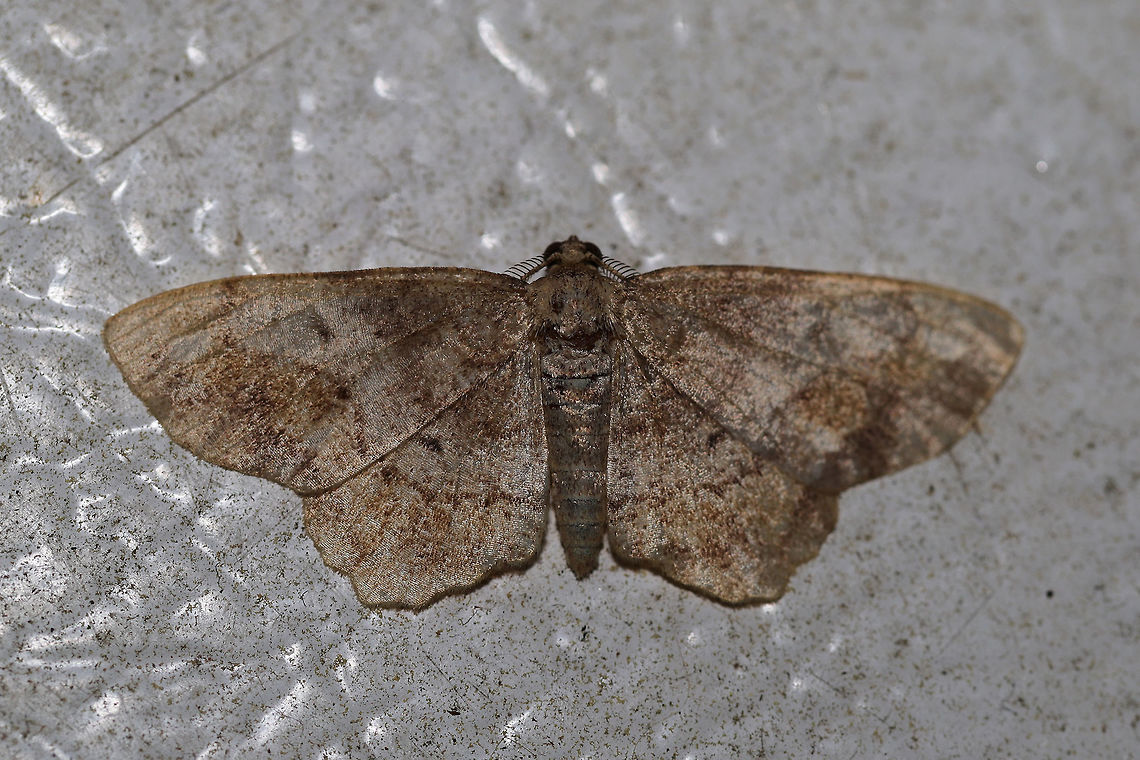 One-spotted Variant Moth (Hypagyrtis unipunctata) Not 100 percent on this ID, so I&#039;ll be taking a second look later.<br />
At porch lights near an overgrown backyard habitat  Geotagged,Hypagyrtis unipunctata,Spring,United States