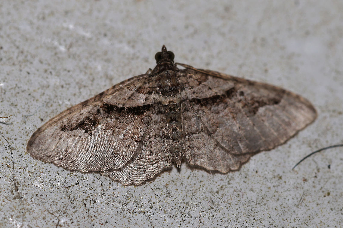 Bent-line Carpet Moth (Costaconvexa centrostrigaria) Worn individual at porch lights near an overgrown backyard habitat.  Bent-line Carpet Moth,Costaconvexa centrostrigaria,Geotagged,Spring,United States