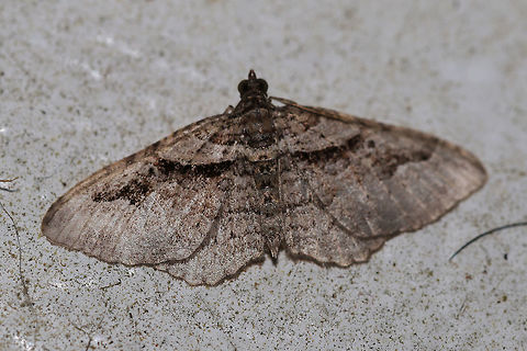 Bent-line Carpet Moth (Costaconvexa centrostrigaria) Worn individual at porch lights near an overgrown backyard habitat.  Bent-line Carpet Moth,Costaconvexa centrostrigaria,Geotagged,Spring,United States