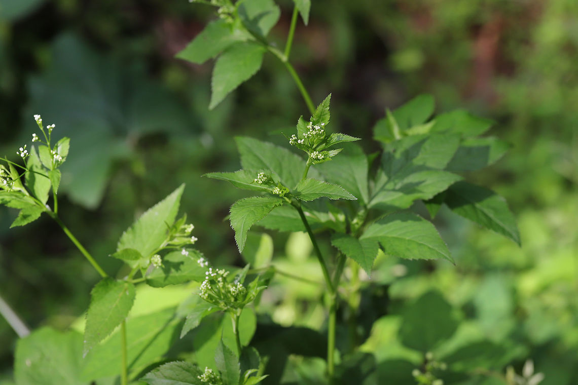 Honewort (Cryptotaenia canadensis) Growing at the base of a ridge at the edge of a hickory-oak forest. <br />
<figure class="photo"><a href="https://www.jungledragon.com/image/78961/honewort_cryptotaenia_canadensis.html" title="Honewort (Cryptotaenia canadensis)"><img src="https://s3.amazonaws.com/media.jungledragon.com/images/3231/78961_thumb.jpg?AWSAccessKeyId=05GMT0V3GWVNE7GGM1R2&Expires=1770854410&Signature=6jaDcEwn30FsqVfSU%2BfmTeYgatU%3D" width="200" height="134" alt="Honewort (Cryptotaenia canadensis) Growing at the base of a ridge at the edge of a hickory-oak forest. <br />
https://www.jungledragon.com/image/78960/honewort_cryptotaenia_canadensis.html Canadian honewort,Cryptotaenia canadensis,Geotagged,Spring,United States" /></a></figure> Canadian honewort,Cryptotaenia canadensis,Geotagged,Spring,United States