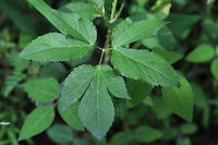 Honewort (Cryptotaenia canadensis) Growing at the base of a ridge at the edge of a hickory-oak forest. <br />
https://www.jungledragon.com/image/78960/honewort_cryptotaenia_canadensis.html Canadian honewort,Cryptotaenia canadensis,Geotagged,Spring,United States