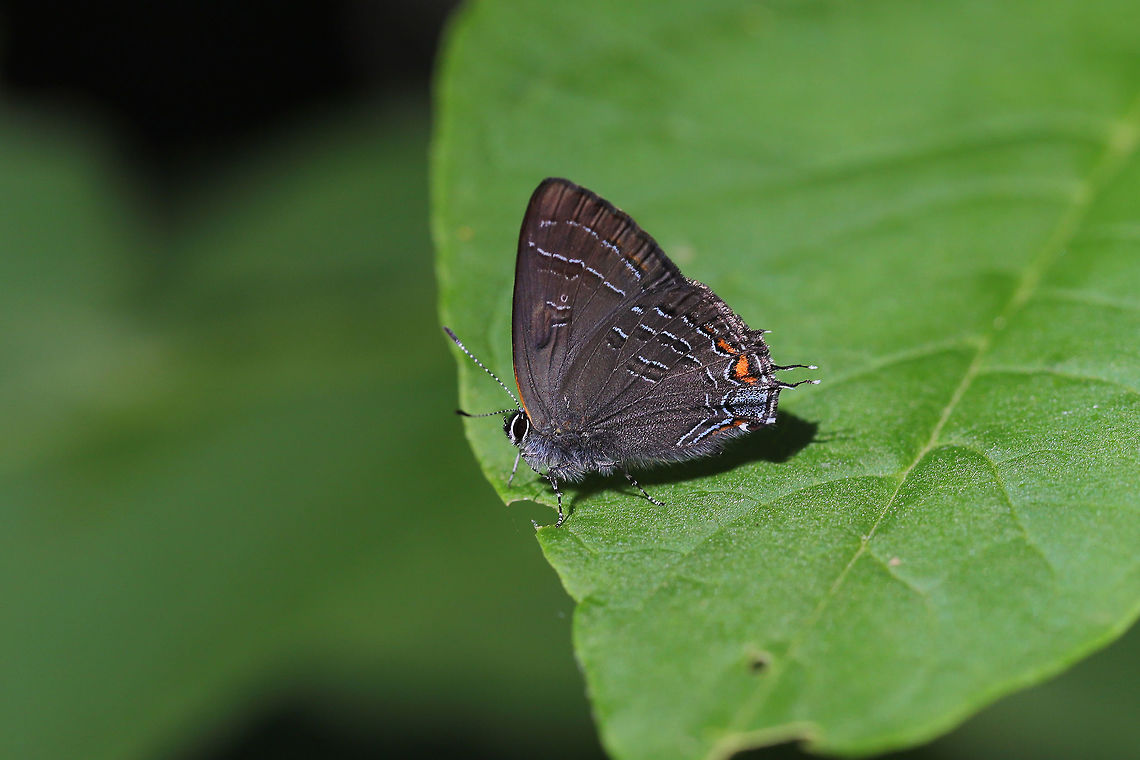 Banded Hairstreak (Satyrium calanus) Resting on Phytolacca americana at the edge of a dense oak-hickory forest.  Banded hairstreak,Geotagged,Satyrium calanus,Spring,United States