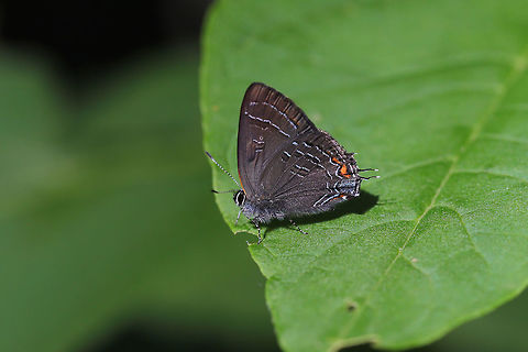 Banded hairstreak
