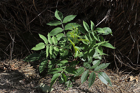 Shining Sumac (Rhus copallinum) sapling Young tree/shrub growing at a disturbed oak-hickory-forest edge. 

This might seem like a boring, insignificant plant--but I'm very excited to see it on my land. We just recently started to lay down some ground cover (and soon will be planting native seeds and plants/trees) in order to rehab the areas that we disturbed whilst making our driveway and housepad. I'm not sure if my instincts are improving when it comes to plants and their habitats, but this species was on my wishlist for trees I wanted in this EXACT location. I was holding out until fall to purchase any as they are best planted in the dormant season (autumn). This week, I decided to see what plants had decided to pop up under the hay groundcover that we spread in late winter, and I was surprised by 4 of these beauties in the locations in which I had hoped to plant! I am thrilled!
https://www.jungledragon.com/image/79370/shining_sumac_rhus_copallinum_sapling.html Geotagged,Rhus copallinum,Spring,United States,Winged sumac