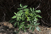 Shining Sumac (Rhus copallinum) sapling Young tree/shrub growing at a disturbed oak-hickory-forest edge. <br />
<br />
This might seem like a boring, insignificant plant--but I'm very excited to see it on my land. We just recently started to lay down some ground cover (and soon will be planting native seeds and plants/trees) in order to rehab the areas that we disturbed whilst making our driveway and housepad. I'm not sure if my instincts are improving when it comes to plants and their habitats, but this species was on my wishlist for trees I wanted in this EXACT location. I was holding out until fall to purchase any as they are best planted in the dormant season (autumn). This week, I decided to see what plants had decided to pop up under the hay groundcover that we spread in late winter, and I was surprised by 4 of these beauties in the locations in which I had hoped to plant! I am thrilled!<br />
https://www.jungledragon.com/image/79370/shining_sumac_rhus_copallinum_sapling.html Geotagged,Rhus copallinum,Spring,United States,Winged sumac