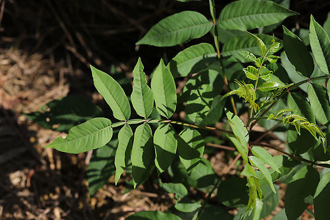 Shining Sumac (Rhus copallinum) sapling Young tree/shrub growing at a disturbed oak-hickory-forest edge. 

This might seem like a boring, insignificant plant--but I'm very excited to see it on my land. We just recently started to lay down some ground cover (and soon will be planting native seeds and plants/trees) in order to rehab the areas that we disturbed whilst making our driveway and housepad. I'm not sure if my instincts are improving when it comes to plants and their habitats, but this species was on my wishlist for trees I wanted in this EXACT location. I was holding out until fall to purchase any as they are best planted in the dormant season (autumn). This week, I decided to see what plants had decided to pop up under the hay groundcover that we spread in late winter, and I was surprised by 4 of these beauties in the locations in which I had hoped to plant! I am thrilled!
https://www.jungledragon.com/image/79369/shining_sumac_rhus_copallinum_sapling.html Geotagged,Rhus copallinum,Spring,United States,Winged sumac