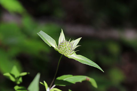 Southern Appalachian Beebalm (Monarda austroappalachiana) Growing at the edge of a dense hickory-oak forest.  Basil beebalm,Geotagged,Monarda austroappalachiana,Monarda clinopodioides,Southern Appalachian Beebalm,Spring,United States