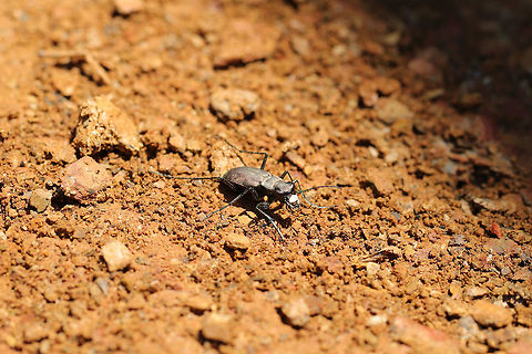 One-spotted Tiger Beetle (Cylindera unipunctata) At the disturbed edge of a dense hickory-oak forest. 
https://www.jungledragon.com/image/79373/one-spotted_tiger_beetle_cylindera_unipunctata.html Cylindera unipunctata,Geotagged,Spring,United States