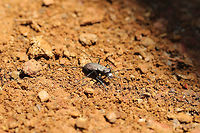 One-spotted Tiger Beetle (Cylindera unipunctata) At the disturbed edge of a dense hickory-oak forest. <br />
https://www.jungledragon.com/image/79373/one-spotted_tiger_beetle_cylindera_unipunctata.html Cylindera unipunctata,Geotagged,Spring,United States