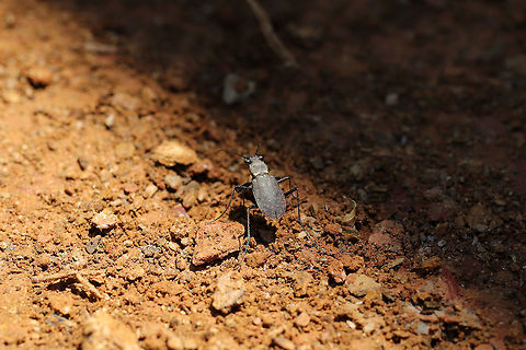 One-spotted Tiger Beetle (Cylindera unipunctata) At the disturbed edge of a dense hickory-oak forest. 
https://www.jungledragon.com/image/79372/one-spotted_tiger_beetle_cylindera_unipunctata.html Cylindera unipunctata,Geotagged,Spring,United States