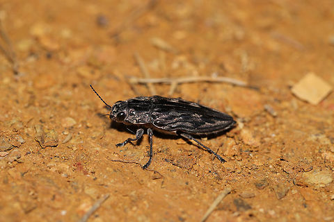 Sculptured Pine Borer (Chalcophora virginiensis) At the disturbed edge of a hickory-oak forest (near red pines)  Chalcophora virginiensis,Geotagged,Sculptured Pine Borer,Spring,United States