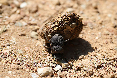 Tumblebug (Canthon sp.) Rolling dung at the edge of a dense oak-hickory forest. 
https://www.jungledragon.com/image/79376/tumblebug_canthon_sp.html Geotagged,Spring,United States