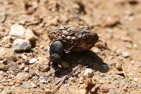 Tumblebug (Canthon sp.) Rolling dung at the edge of a dense oak-hickory forest. 
https://www.jungledragon.com/image/79375/tumblebug_canthon_sp.html Geotagged,Spring,United States